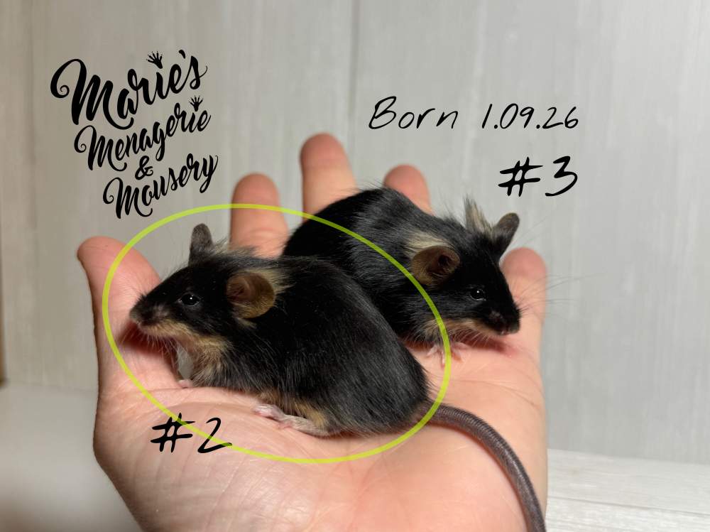 Fancy mouse Rehomed Mus musculus 