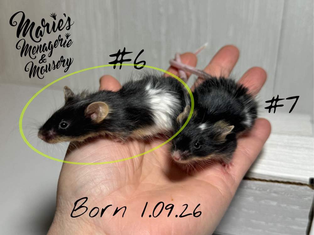 Fancy mouse Owned by other Mus musculus 