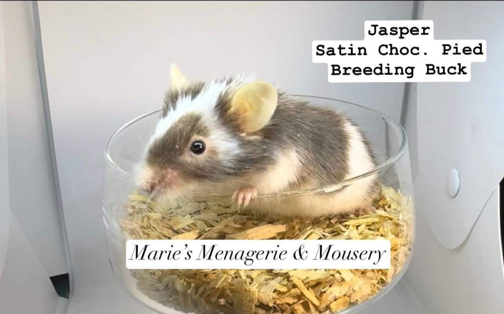 Fancy mouse Retired Mus musculus 