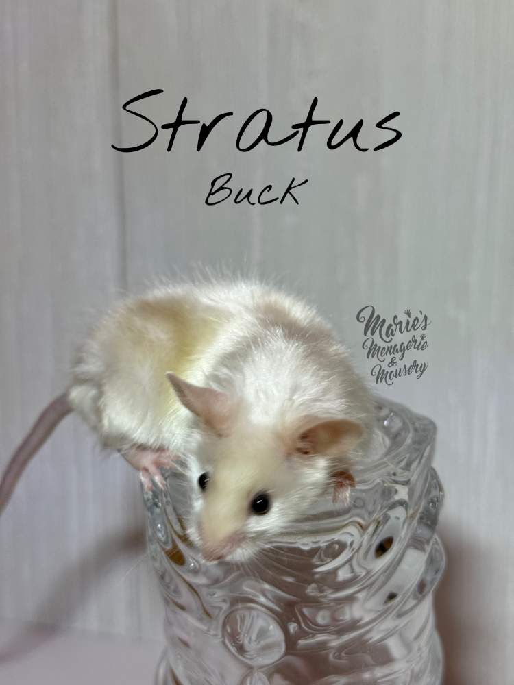 Fancy mouse Breeder Mus musculus 