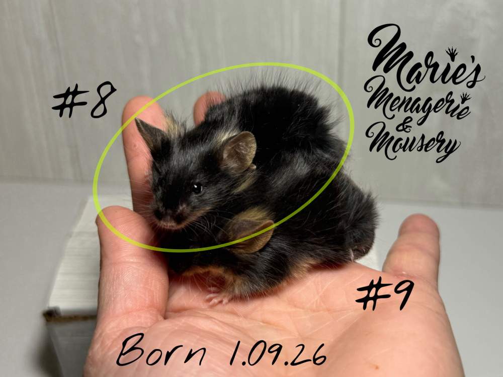 Fancy mouse Owned by other Mus musculus 