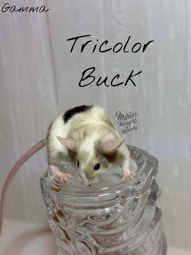 Fancy mouse Retired Mus musculus 