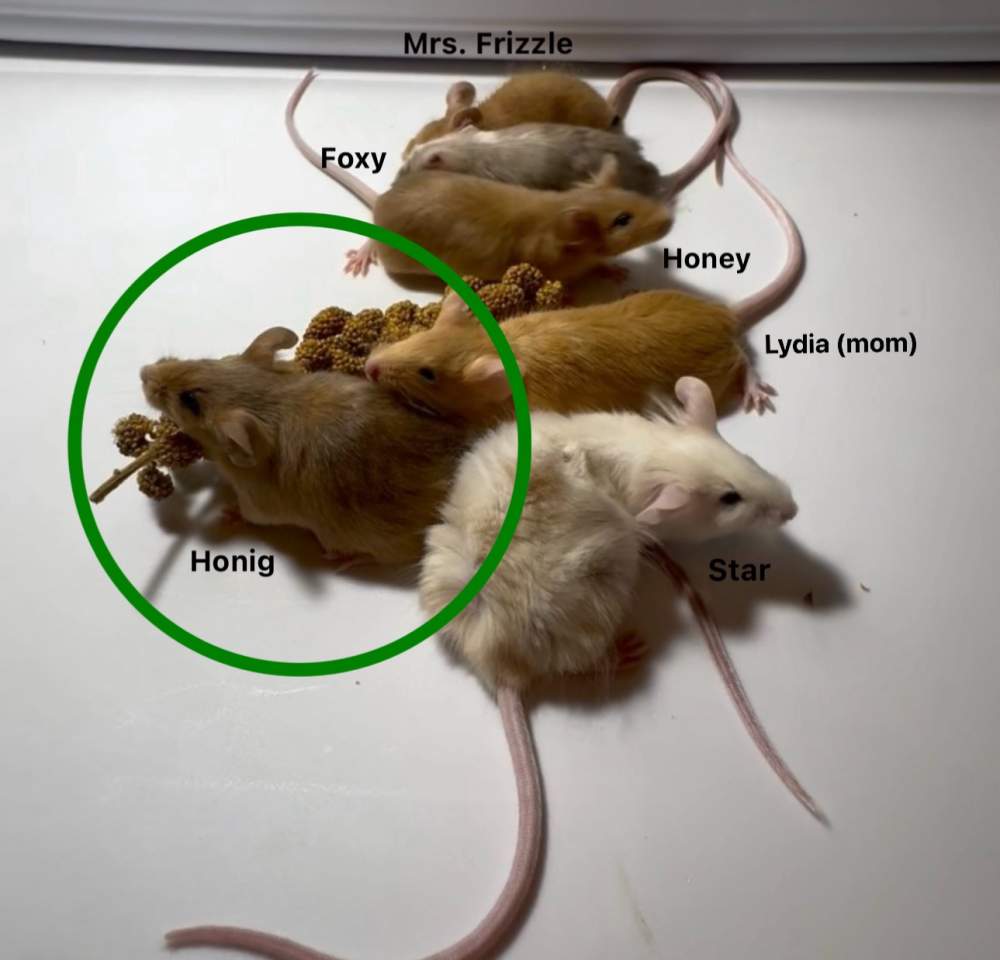 Fancy mouse Owned by other Mus musculus 