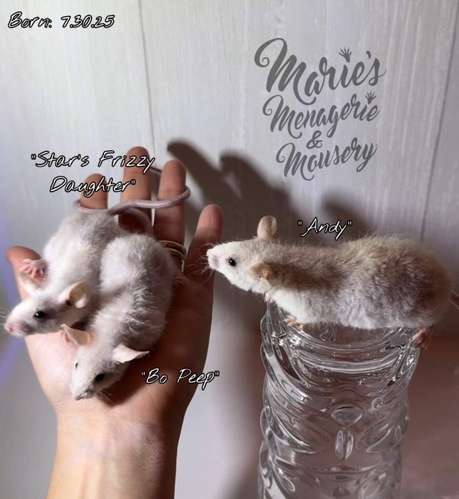 Fancy mouse Breeder Mus musculus 