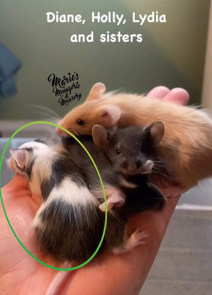 Fancy mouse Retired Mus musculus 