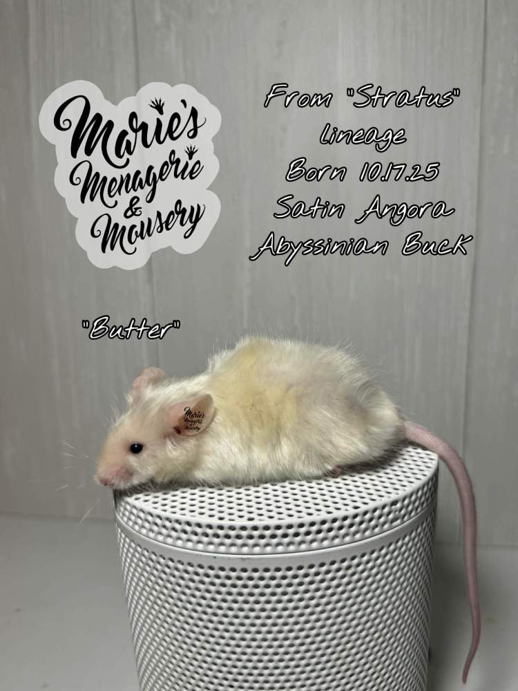 Fancy mouse Pet only Mus musculus 