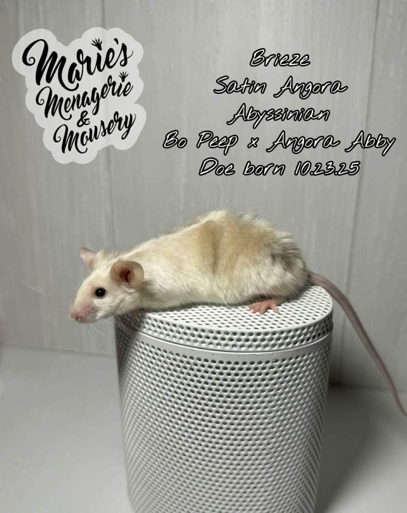 Fancy mouse Breeder Mus musculus 