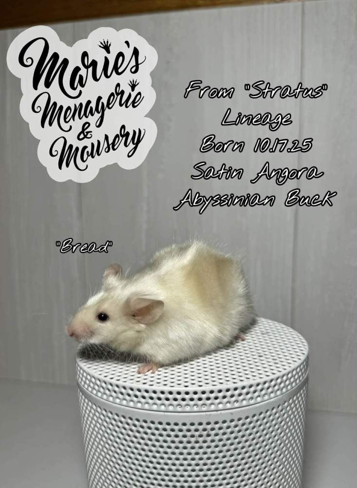 Fancy mouse Pet only Mus musculus 