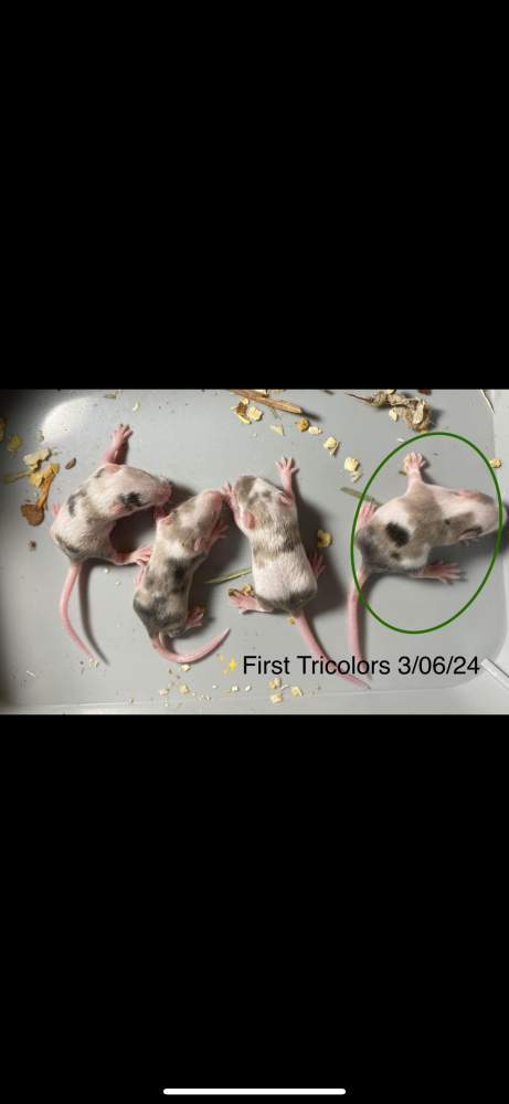 Fancy mouse Deceased Mus musculus 