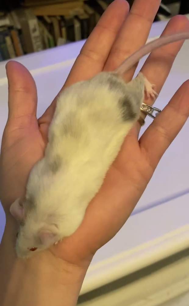 Fancy mouse Owned by other Mus musculus 