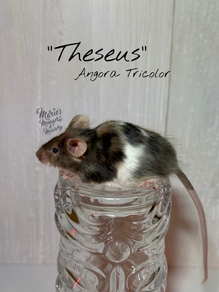 Fancy mouse Breeder Mus musculus 