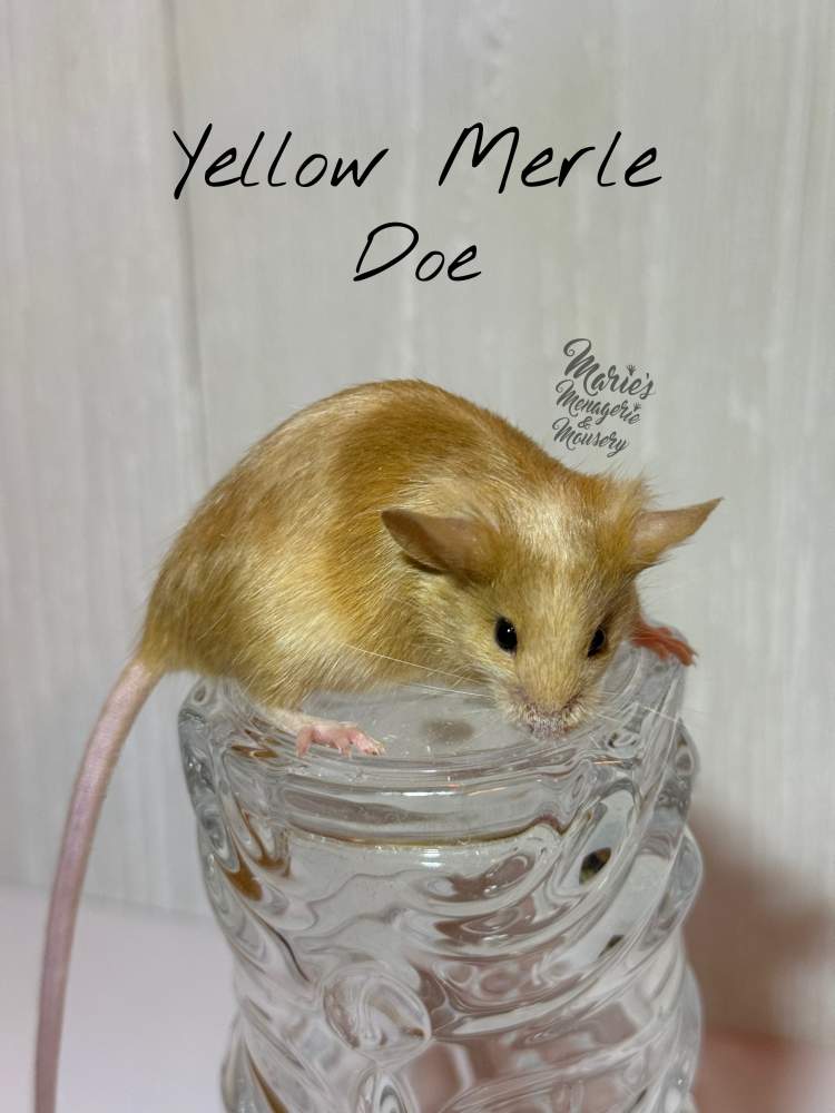 Fancy mouse Owned by other Mus musculus 