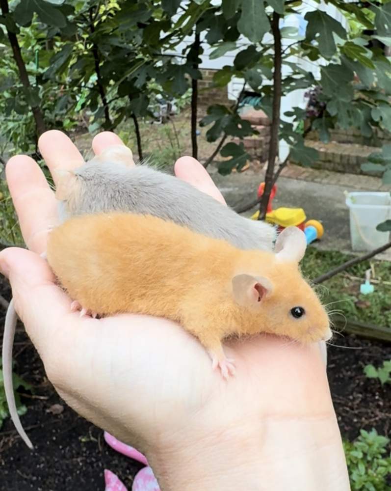 Fancy mouse Breeder Mus musculus 