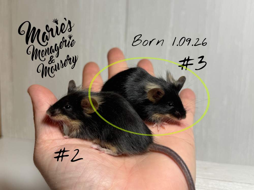 Fancy mouse Rehomed Mus musculus 