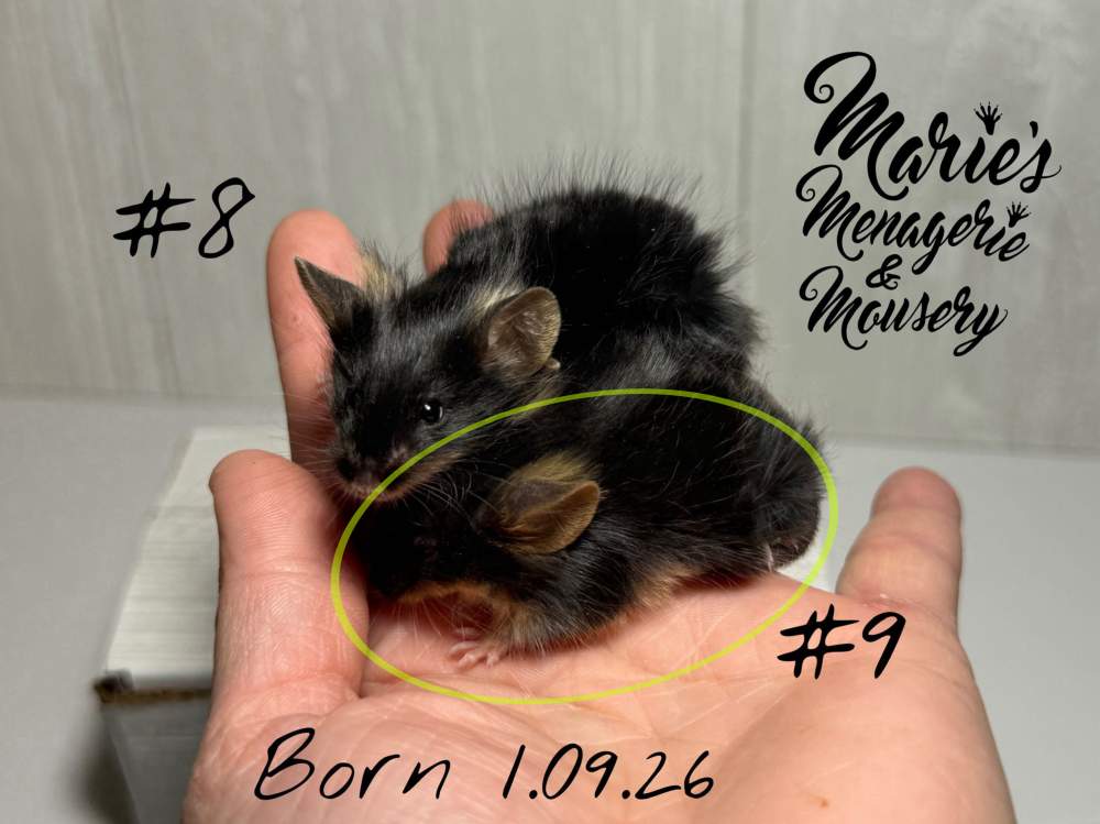 Fancy mouse Rehomed Mus musculus 