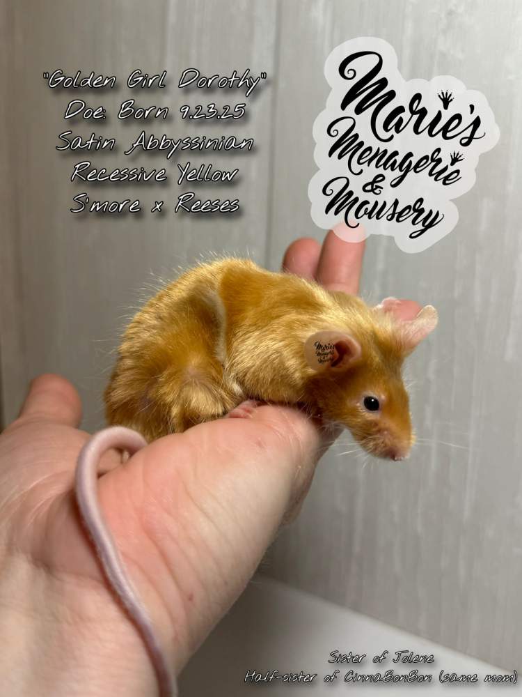 Fancy mouse Breeder Mus musculus 