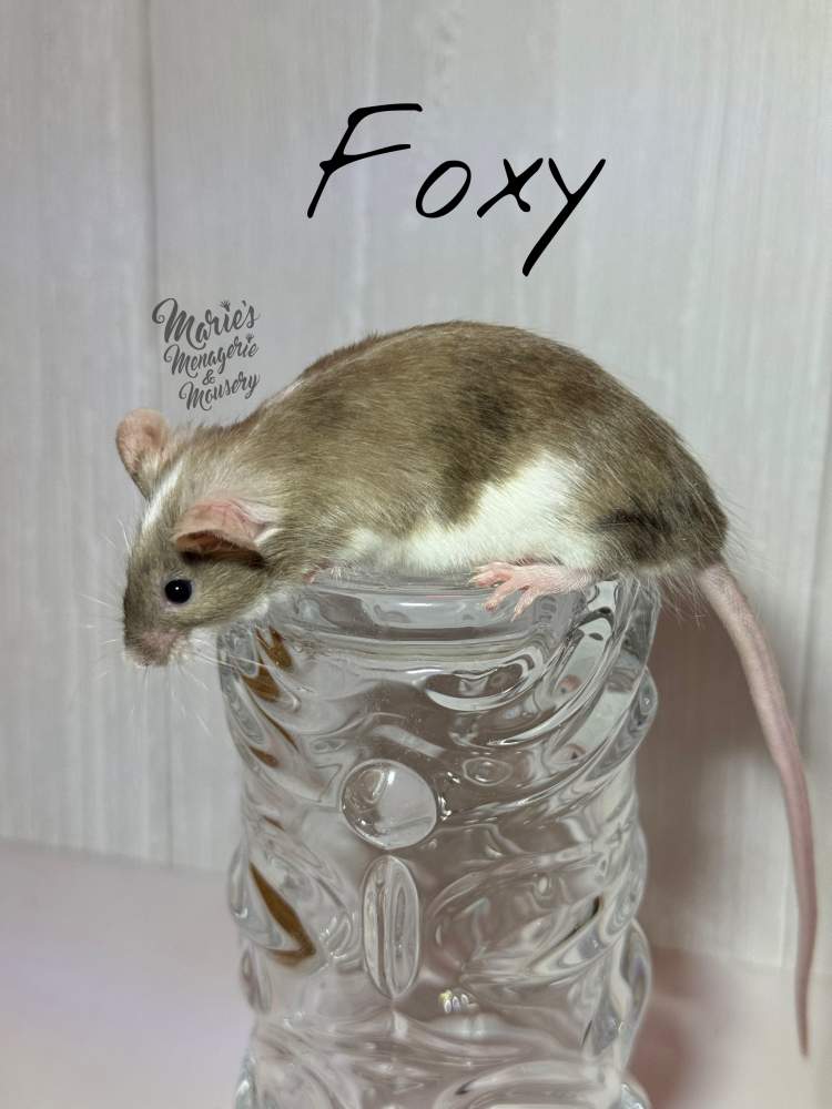 Fancy mouse Retired Mus musculus 