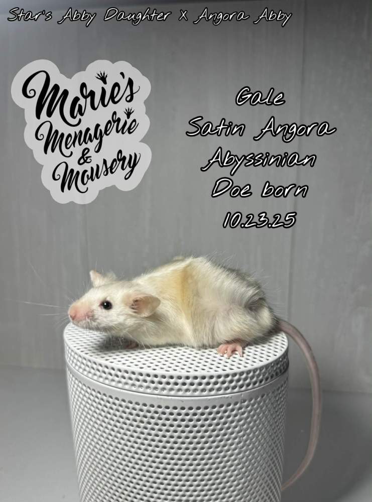 Fancy mouse Breeder Mus musculus 