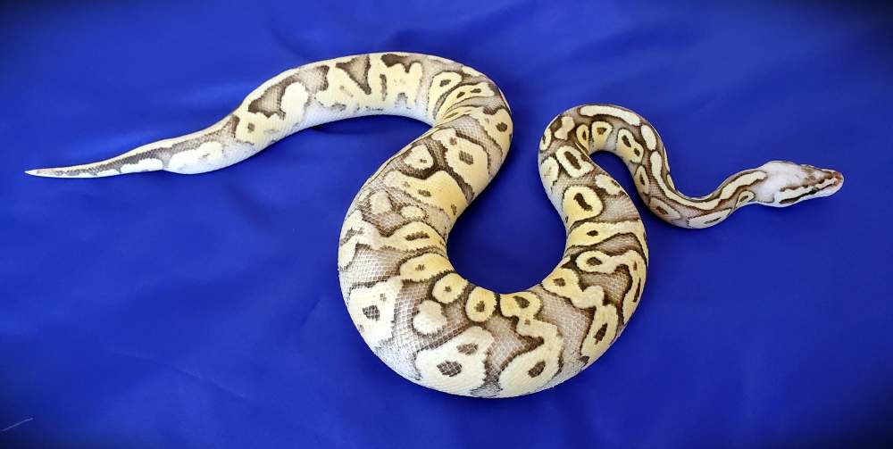 Ball python Breeder Python regius 