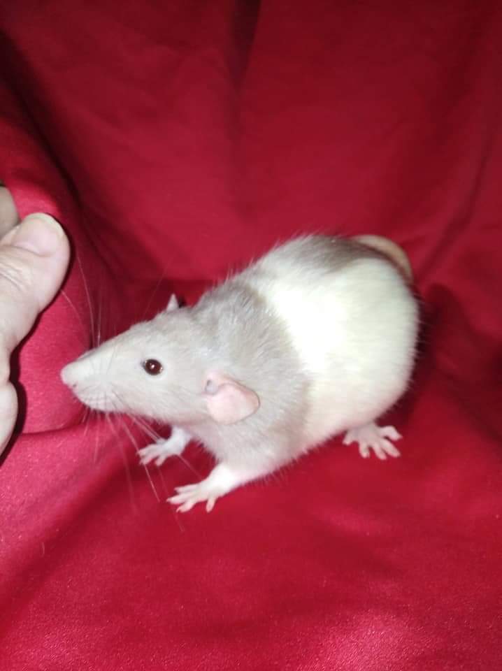 Fancy rat Owned by other Rattus norvegicus 