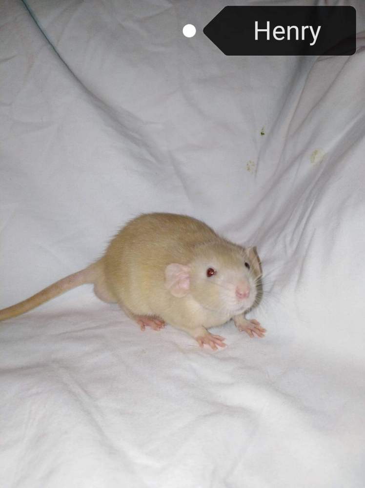 Fancy rat Owned by other Rattus norvegicus 