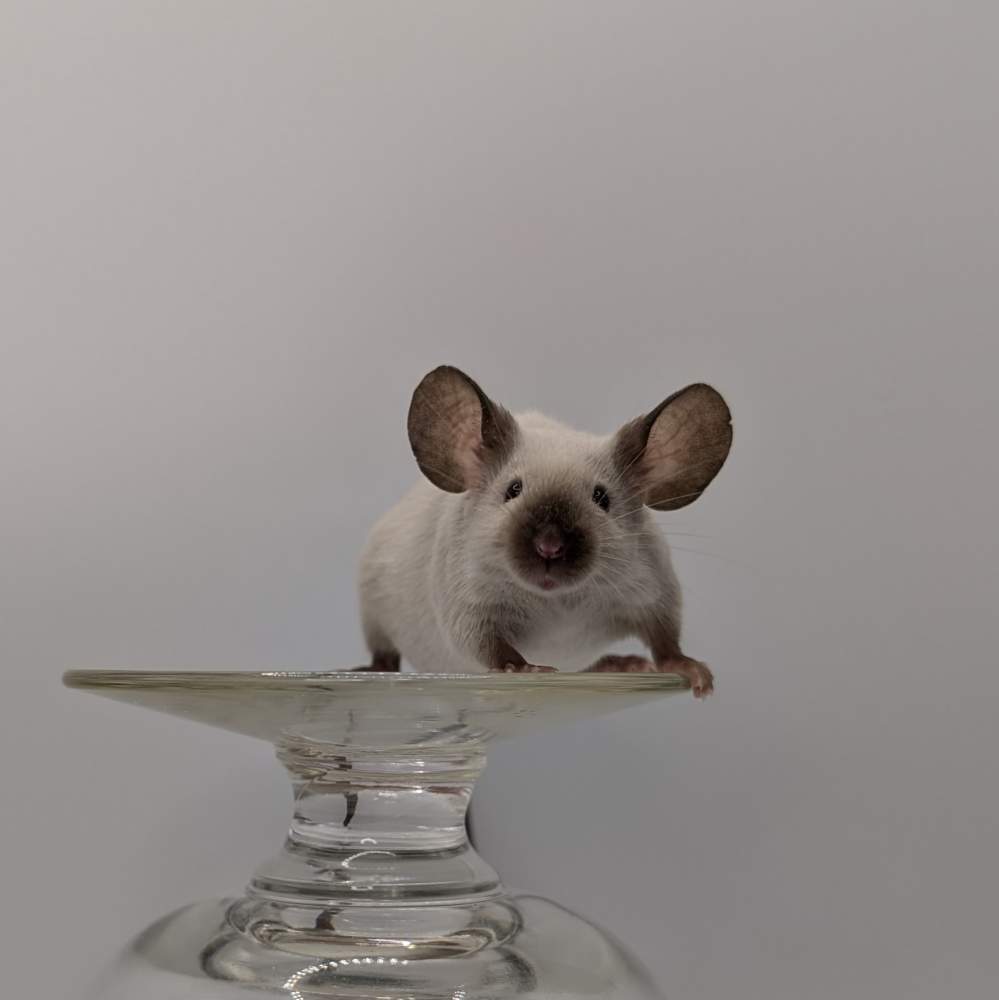 Fancy mouse Breeder Mus musculus 