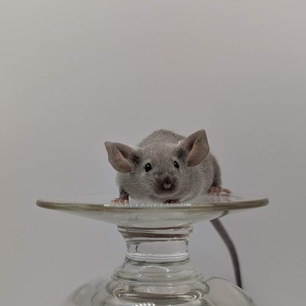 Fancy mouse Breeder Mus musculus 