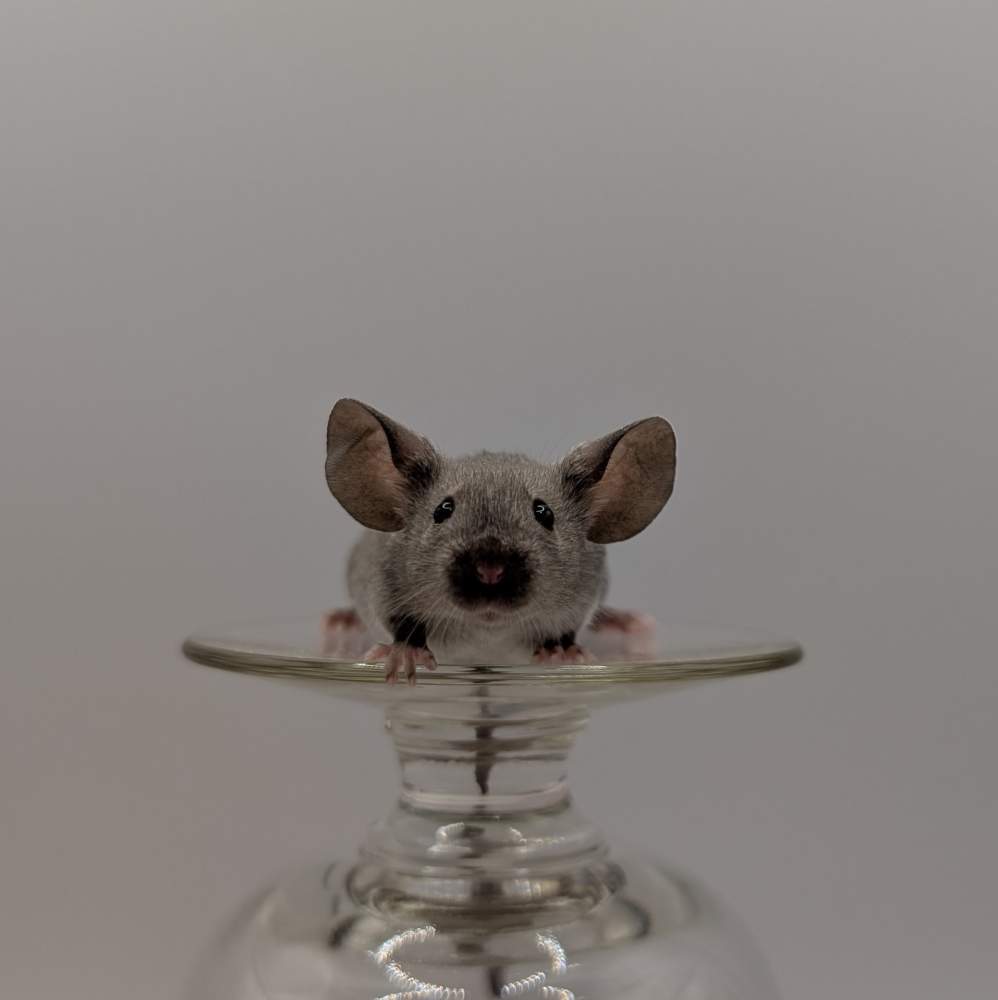 Fancy mouse Breeder Mus musculus 