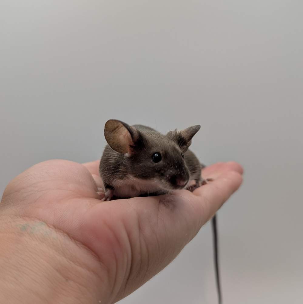 Fancy mouse Breeder Mus musculus 