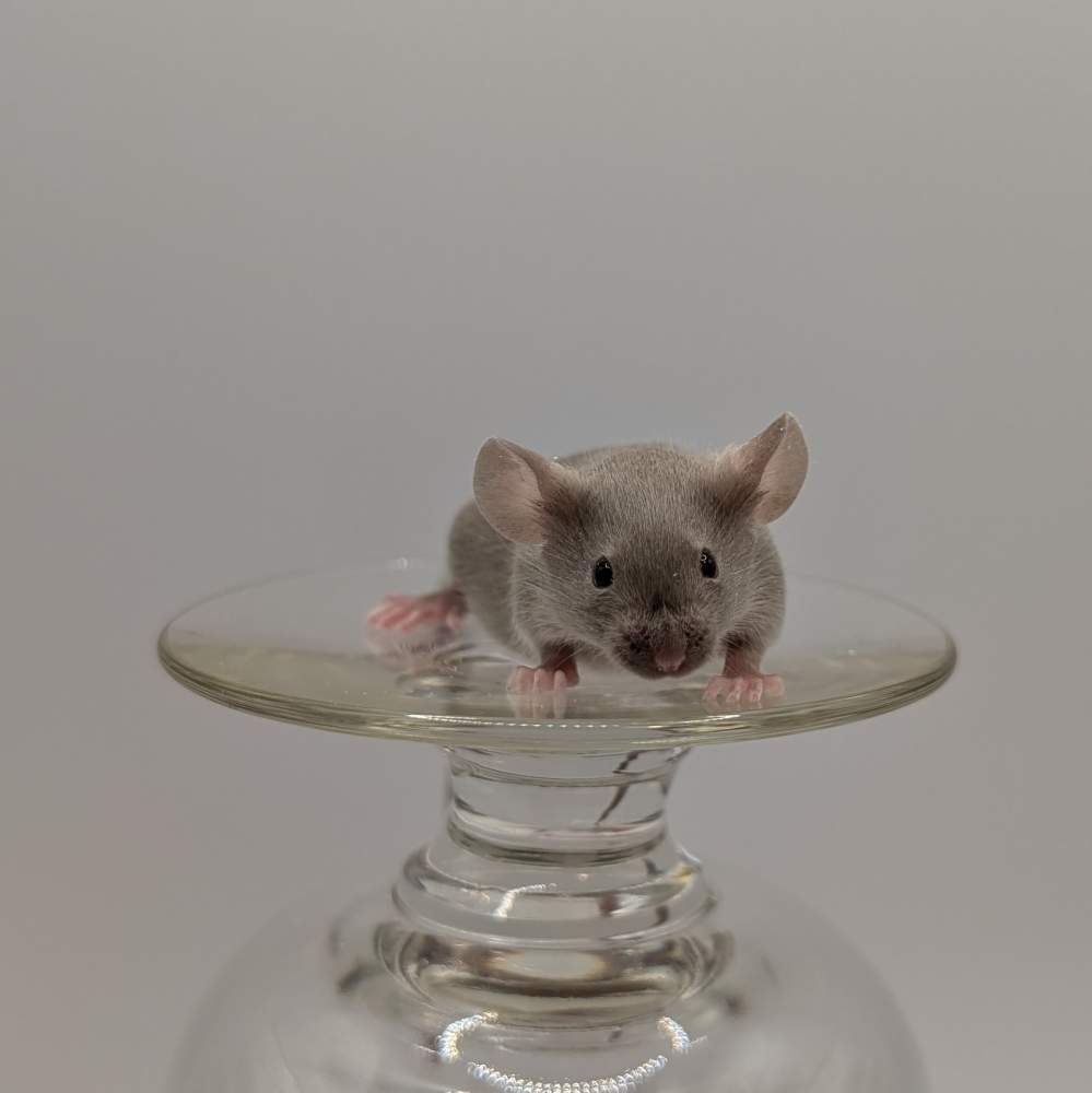 Fancy mouse Breeder Mus musculus 