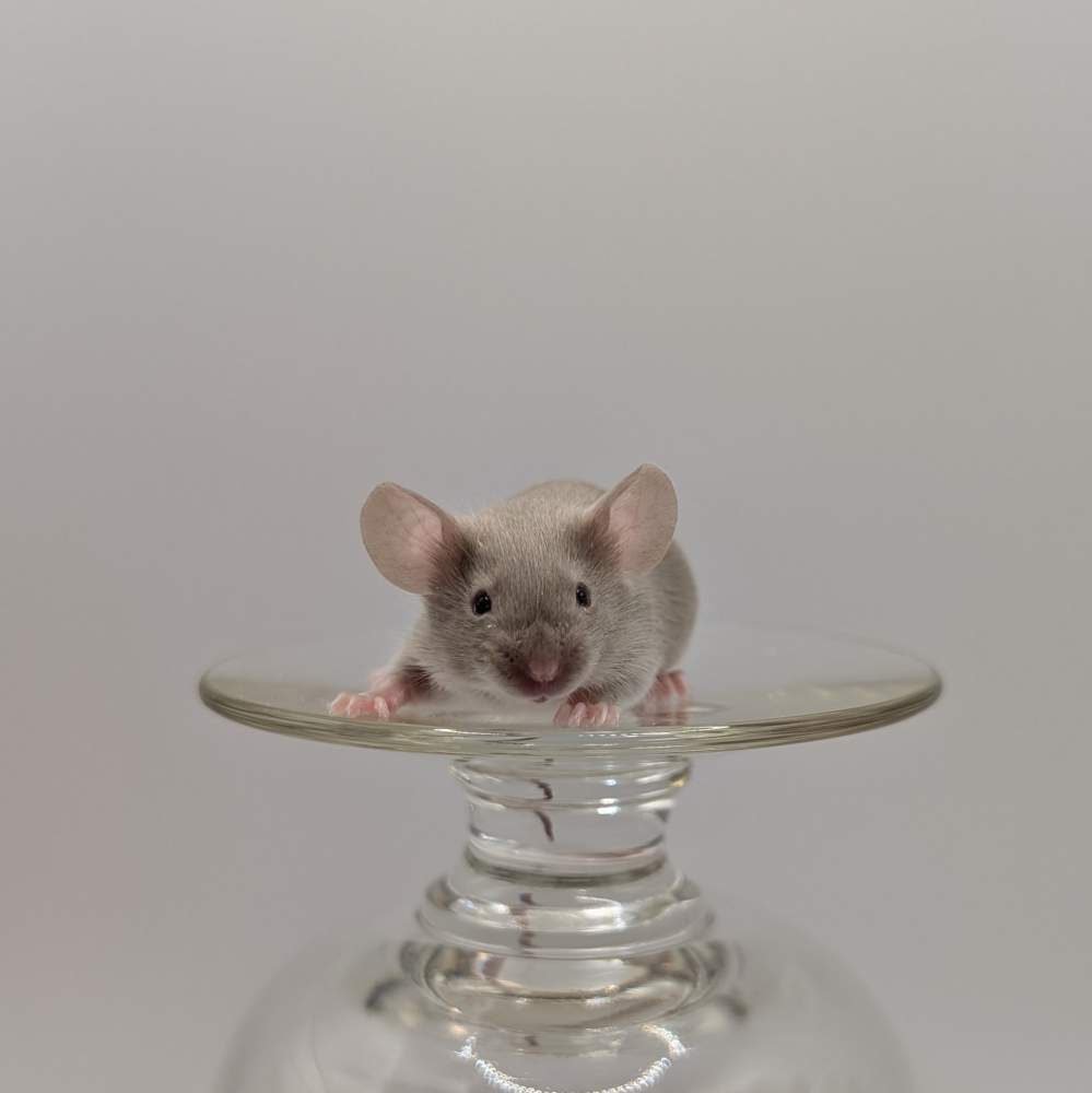 Fancy mouse Breeder Mus musculus 