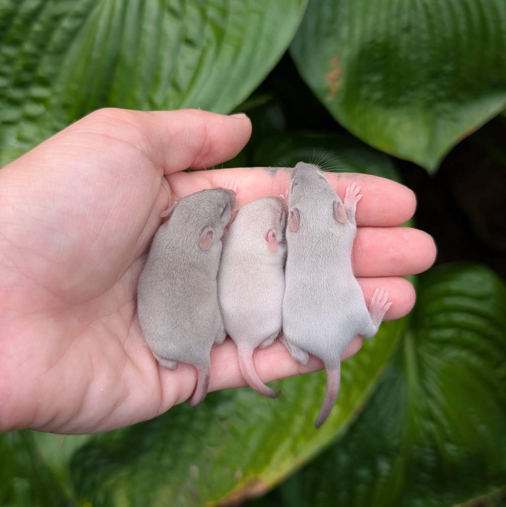 Fancy mouse Breeder Mus musculus 