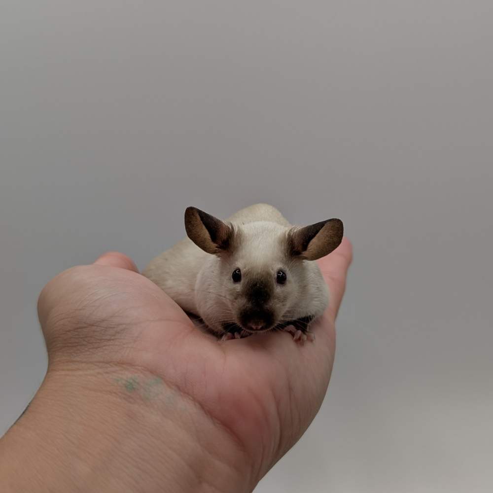 Fancy mouse Breeder Mus musculus 
