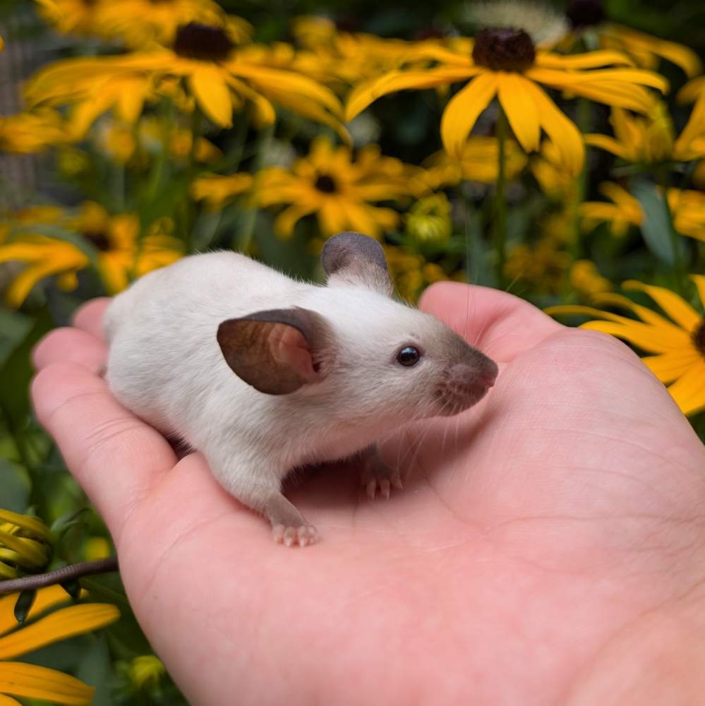 Fancy mouse Breeder Mus musculus 