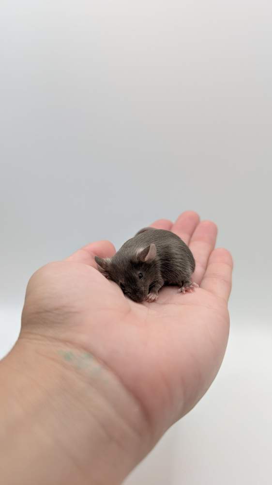 Fancy mouse Retired Mus musculus 