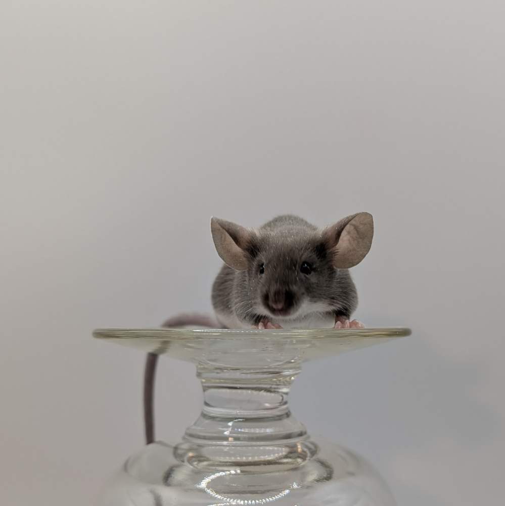 Fancy mouse Breeder Mus musculus 
