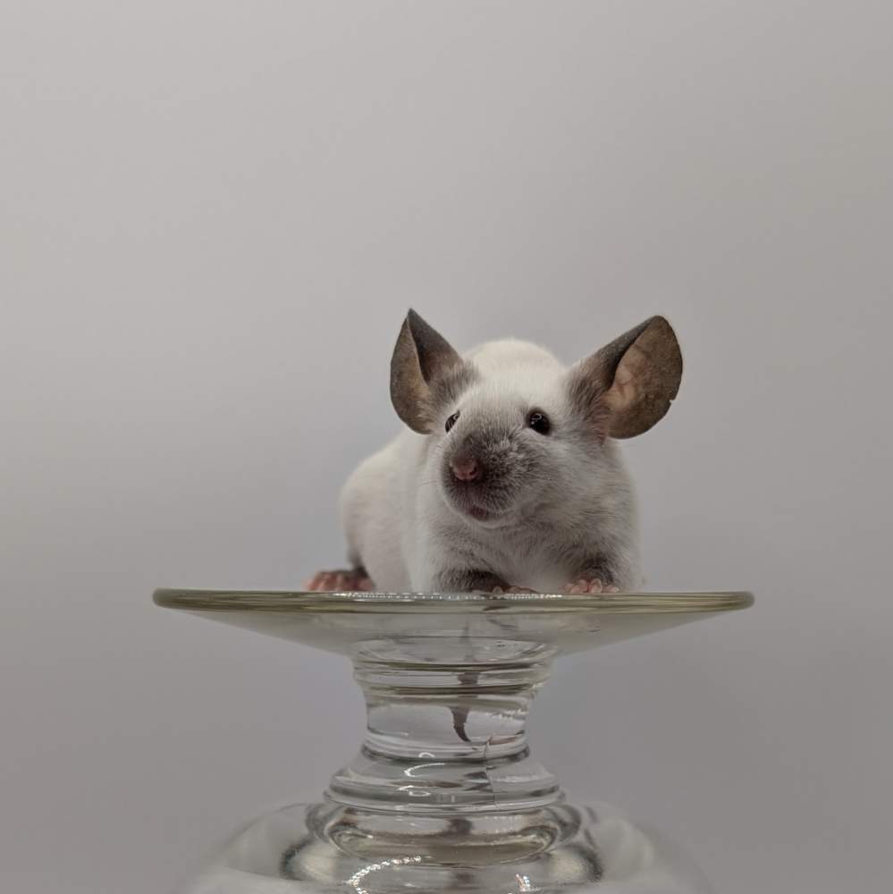 Fancy mouse Retired Mus musculus 