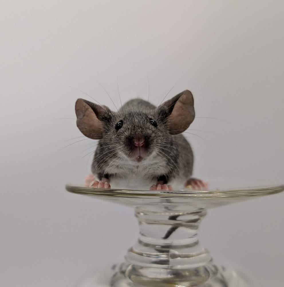 Fancy mouse Breeder Mus musculus 