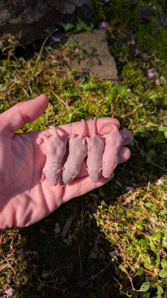 Fancy mouse Breeder Mus musculus 