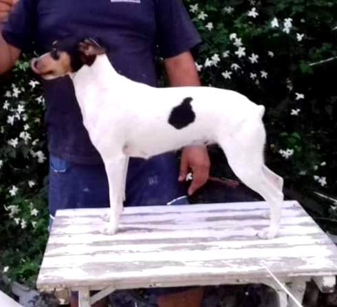 Ratonero Bodeguero Andaluz  Owned by other Canis lupus familiaris 