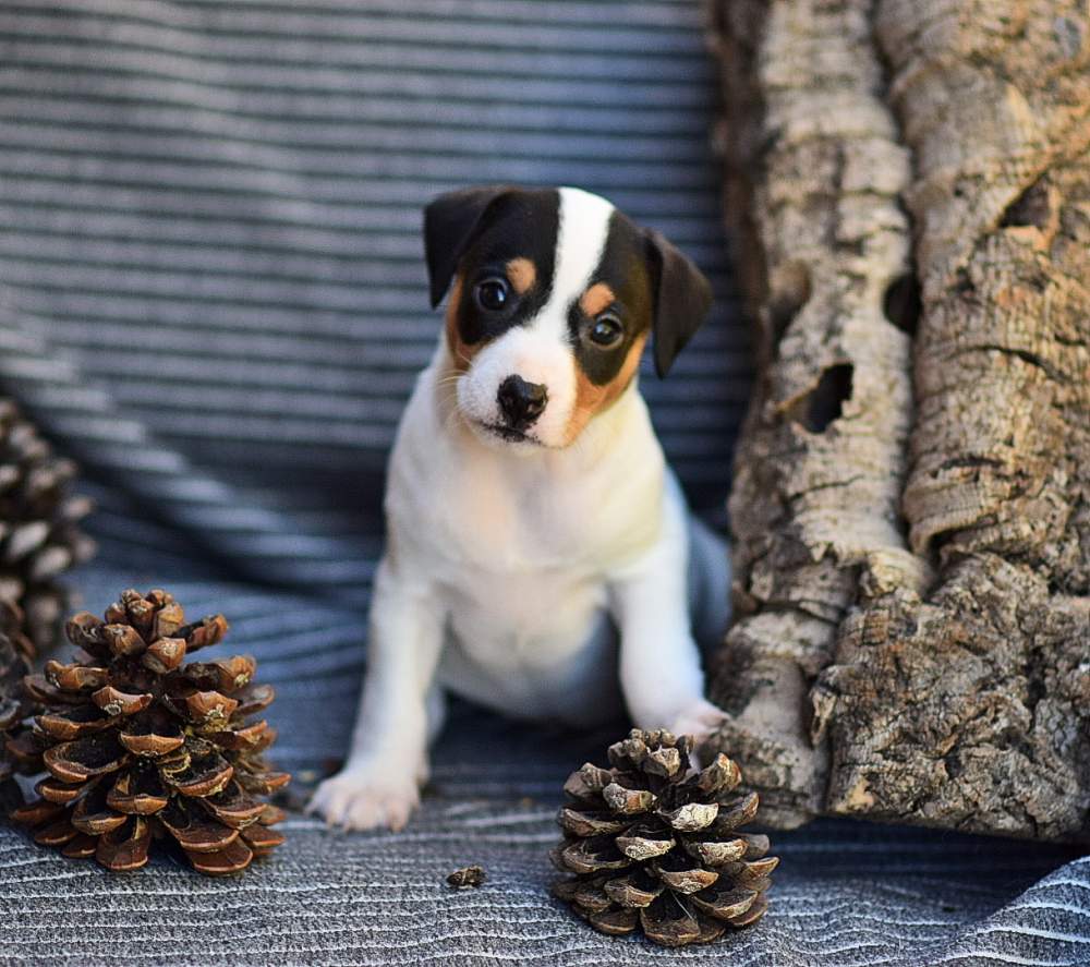 Ratonero Bodeguero Andaluz  Pet only Canis lupus familiaris 