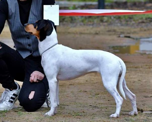 Ratonero Bodeguero Andaluz  Breeder Canis lupus familiaris 