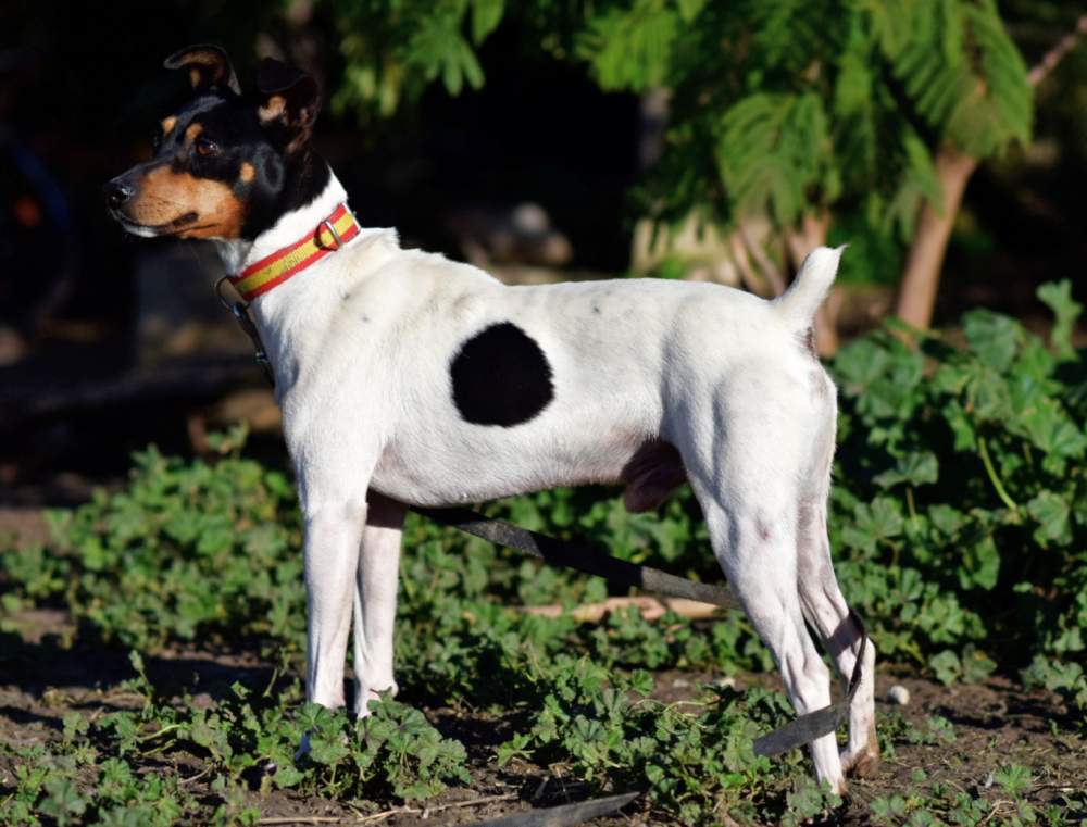 Ratonero Bodeguero Andaluz  Breeder Canis lupus familiaris Spain, Jimena de la Frontera