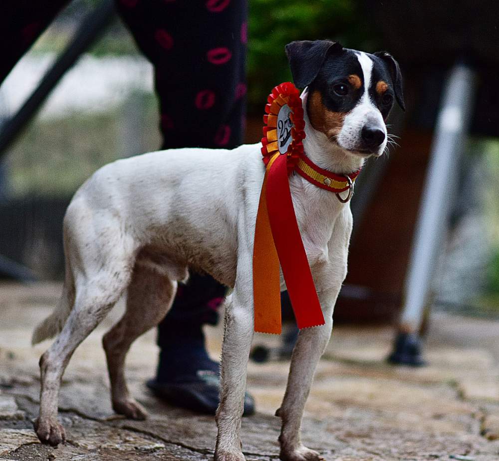 Ratonero Bodeguero Andaluz  Breeder Canis lupus familiaris 