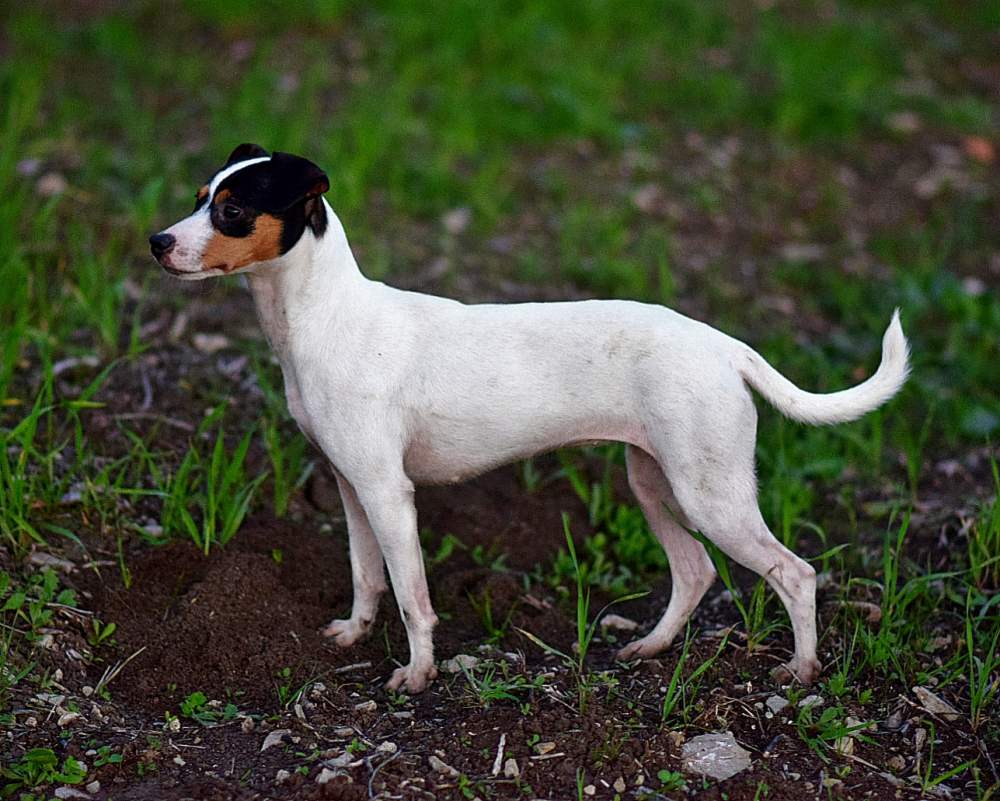 Ratonero Bodeguero Andaluz  Breeder Canis lupus familiaris 