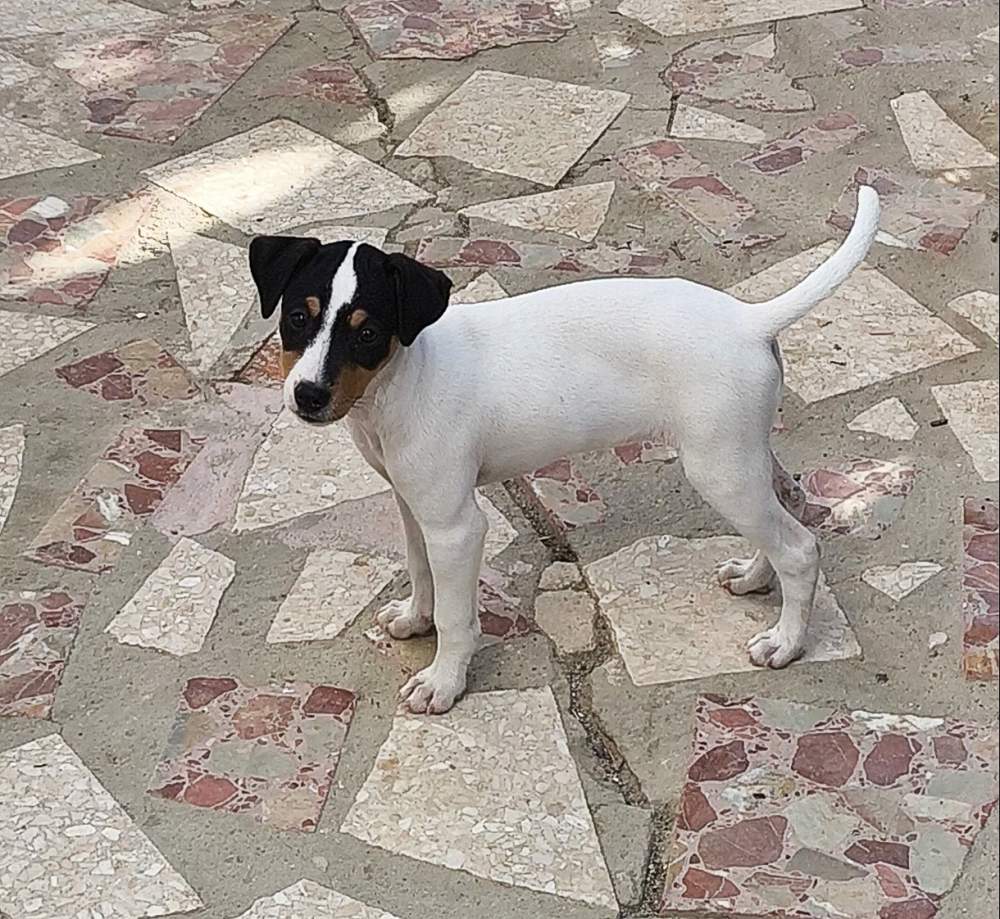 Ratonero Bodeguero Andaluz  Breeder Canis lupus familiaris 