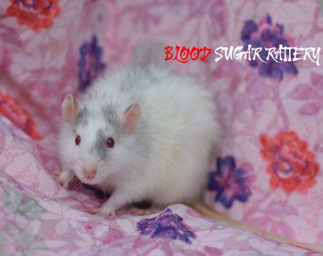 Fancy rat Pet only Rattus norvegicus 