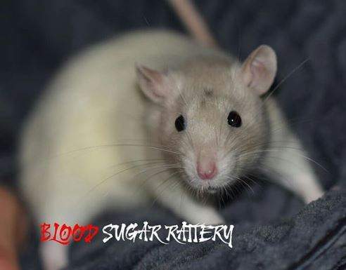 Fancy rat Breeder Rattus norvegicus 