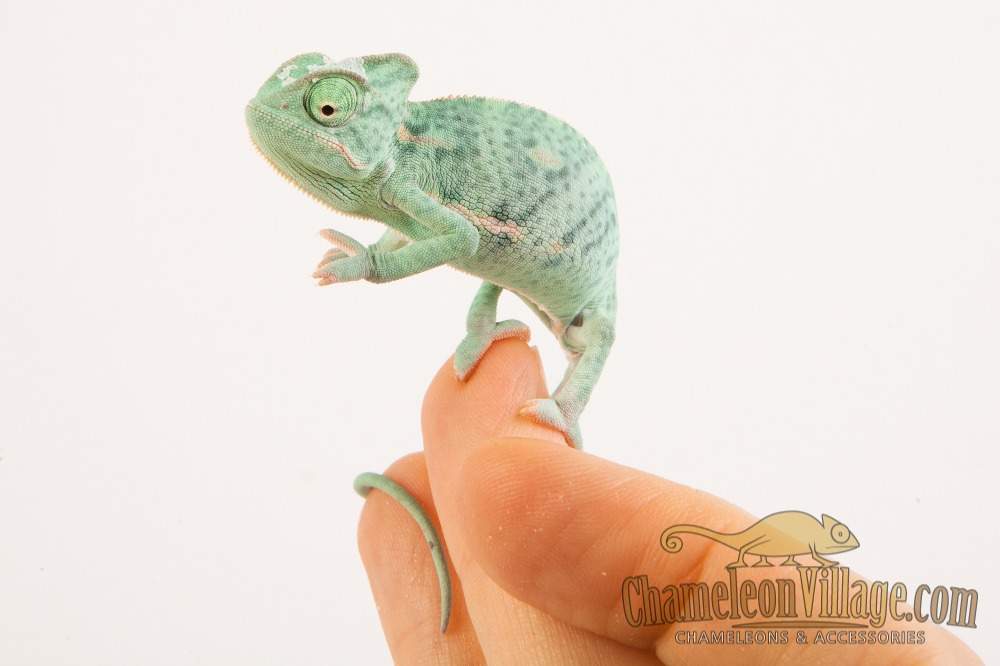 Veiled chameleon Available for rehoming Chamaeleo calyptratus Hungary, Budapest