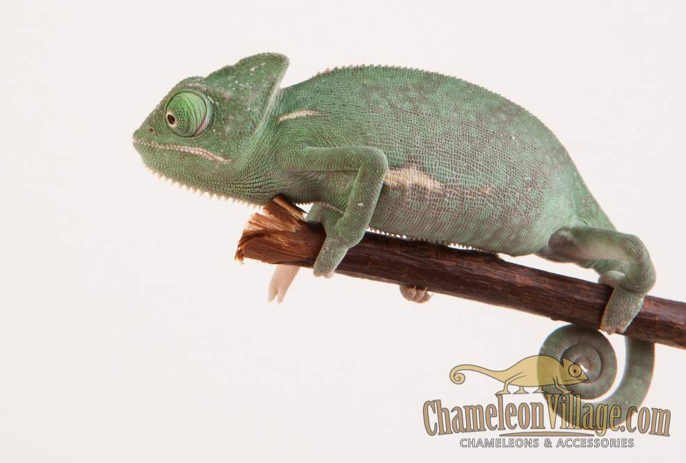 Veiled chameleon Available for rehoming Chamaeleo calyptratus Hungary, Budapest